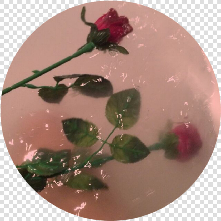 Rose  Aesthetic  And Flowers Image   Aesthetic Flowers In Water  HD Png DownloadTransparent PNG