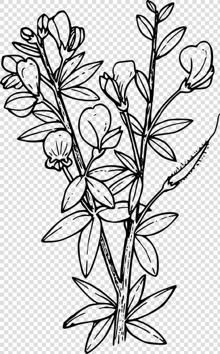 Flower  Plant  Wild  Wildflower   Larkspur Coloring Pages  HD Png DownloadTransparent PNG