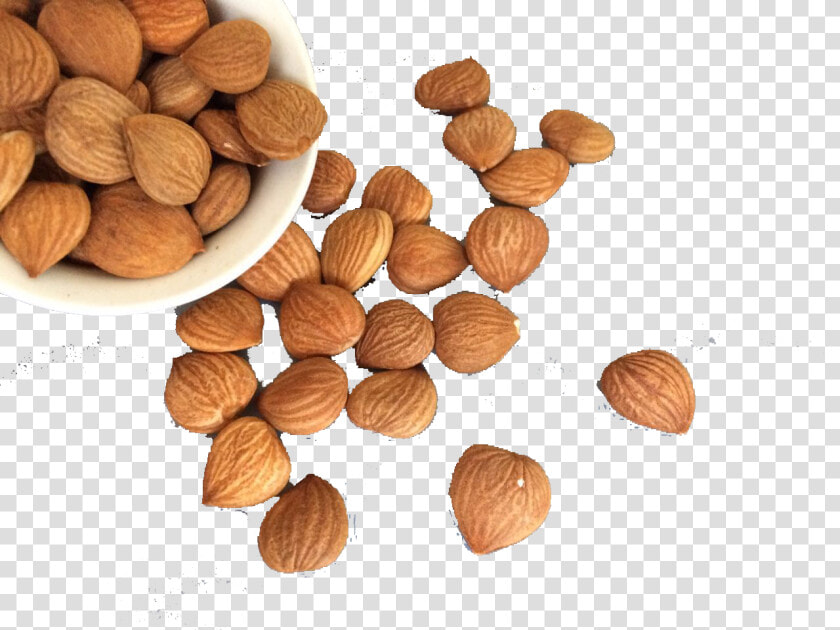 Hazelnut Clip Art   Hazelnut Png  Transparent PngTransparent PNG