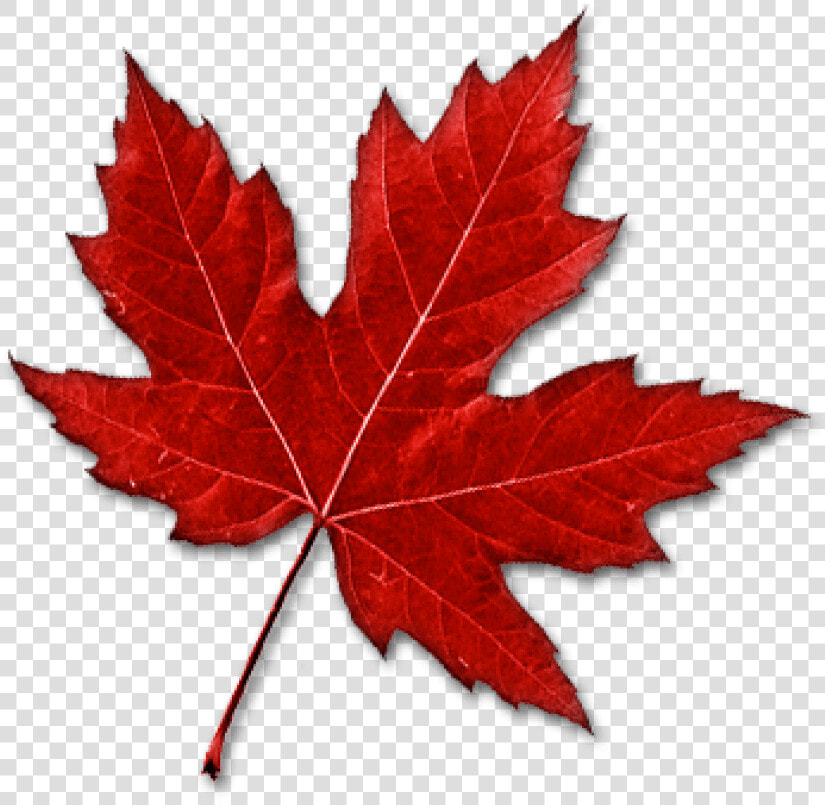 Canada Leaf Png   Real Canadian Maple Leaf  Transparent PngTransparent PNG