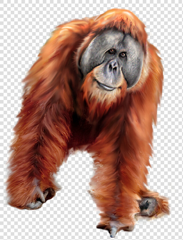 Orangutan Png Clipart  Transparent PngTransparent PNG