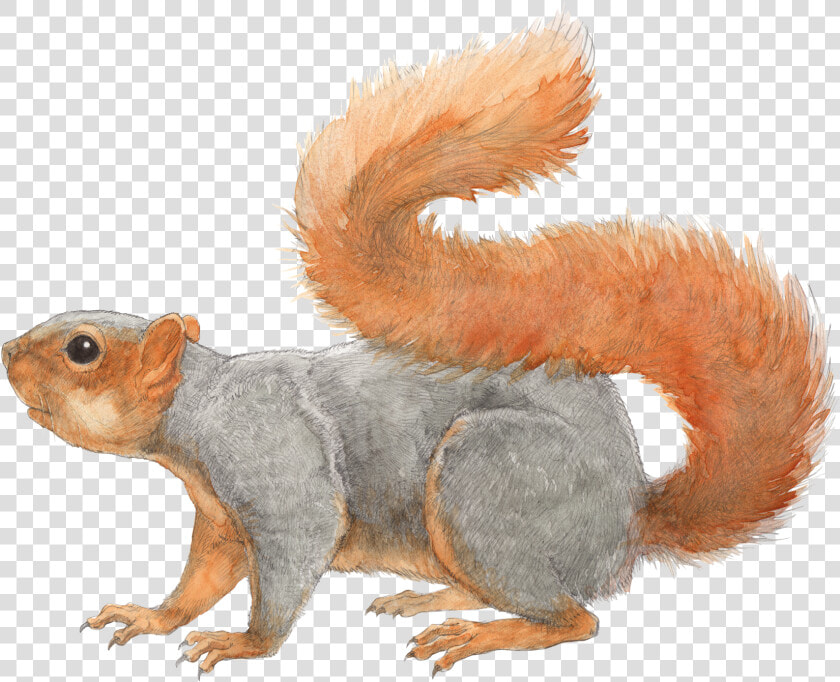 Squirrel Transparent Png File   Fox Squirrel Illustration  Png DownloadTransparent PNG