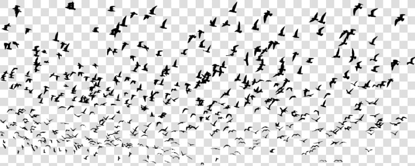 Seagulls  Flock  Silhouette  Seagull  Birds  Swarm   Silhouette Seagulls Png  Transparent PngTransparent PNG