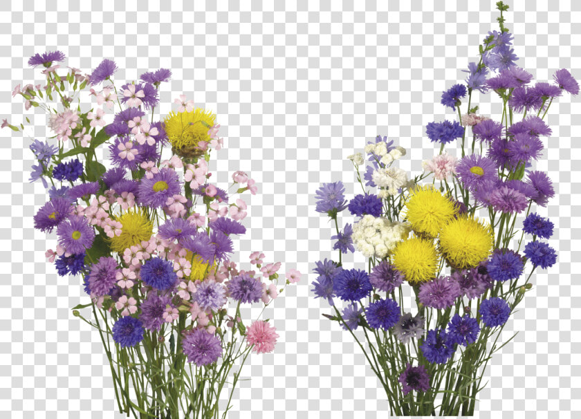 Kisspng English Lavender Cut Flowers Overlay Real Flower   Transparent Background Real Flowers Png  Png DownloadTransparent PNG