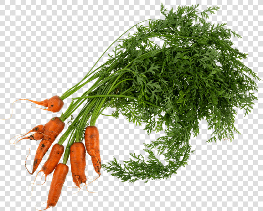 Wonky Carrot   Carrots Plant Png  Transparent PngTransparent PNG