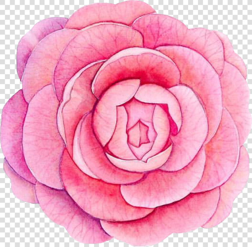  piony  flower  flowerpower  pink  watercolor  watercolour   Japanese Camellia  HD Png DownloadTransparent PNG