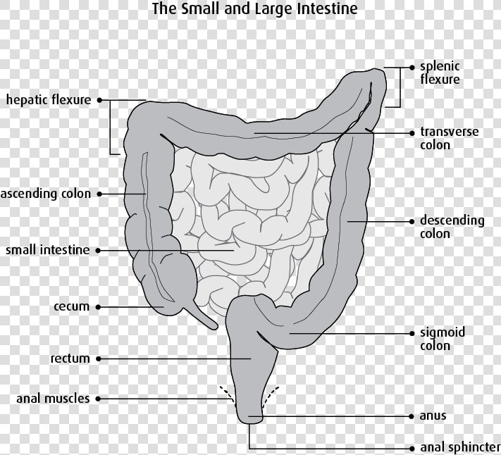 Segmental Resection Of Small Bowel   Png Download   Small Bowel Segmental Resection  Transparent PngTransparent PNG