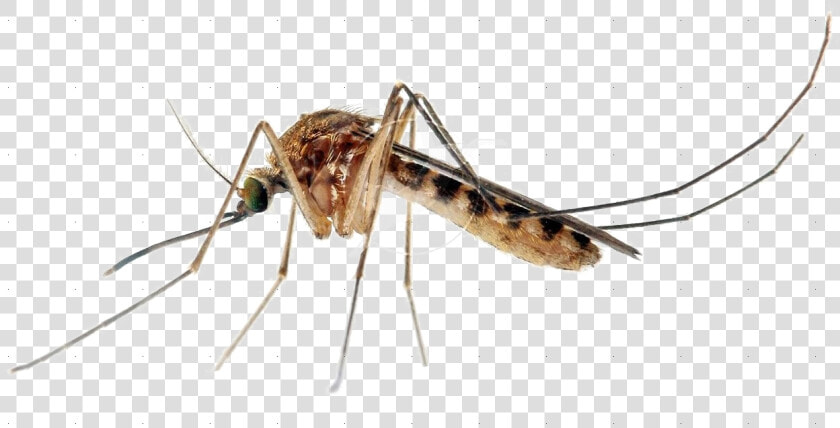 Mosquito Transparent Images Png   Transparent Background Mosquito Png  Png DownloadTransparent PNG