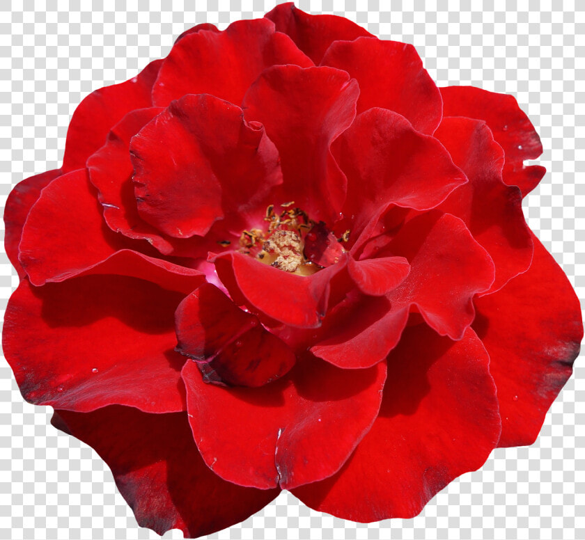 Rose Red Blossom Free Picture   Red Rose Flower White Background Transparent  HD Png DownloadTransparent PNG