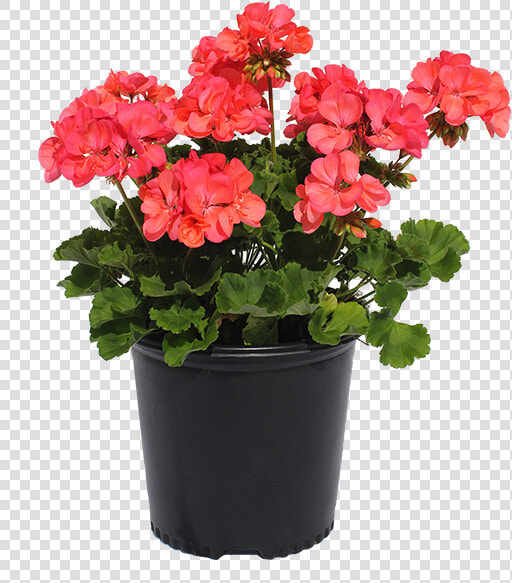 Clip Art Gulley Greenhouse Garden Center   Flowerpot  HD Png DownloadTransparent PNG