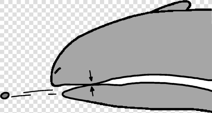 Bone Clip Pebble   Whale  HD Png DownloadTransparent PNG