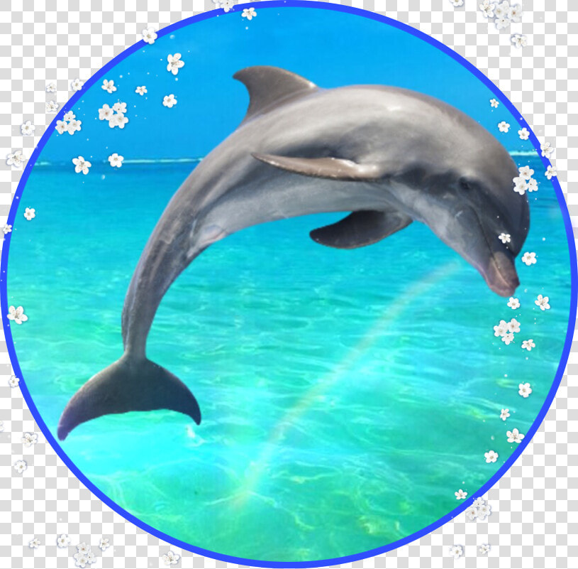  delfin  delphin  toleib  picsart  sticker   Common Bottlenose Dolphin  HD Png DownloadTransparent PNG