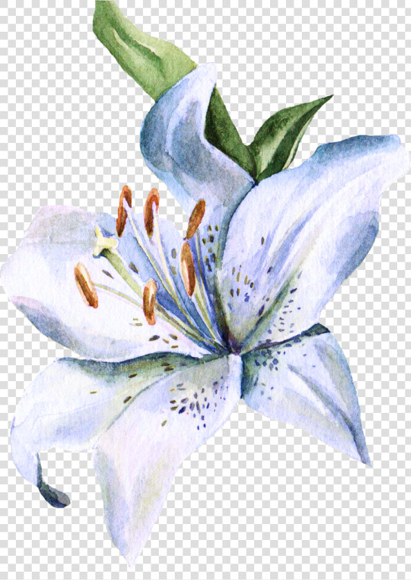 Transparent Stargazer Lily Clipart   Lily Flower Watercolor Painting  HD Png DownloadTransparent PNG