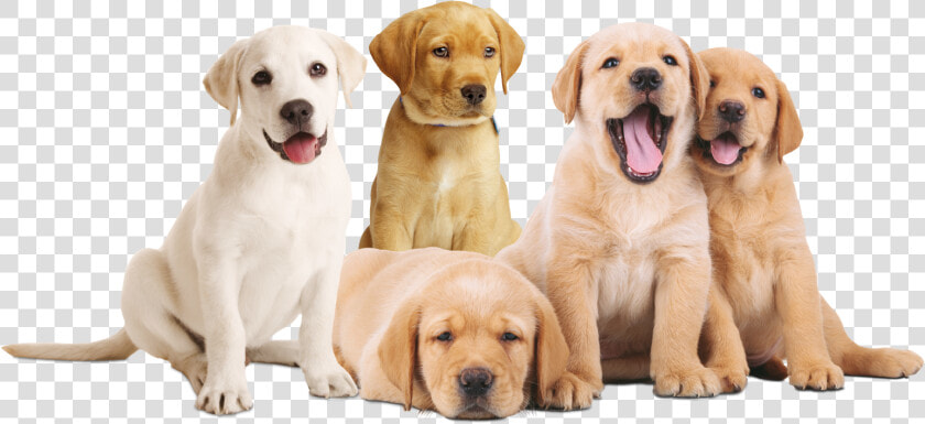 Flagacan Cachorros   Png Download   Cachorros Em Png  Transparent PngTransparent PNG