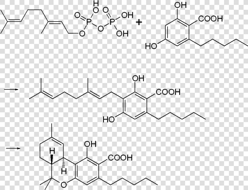 Thc cooh Biosynthesis   Thc  HD Png DownloadTransparent PNG