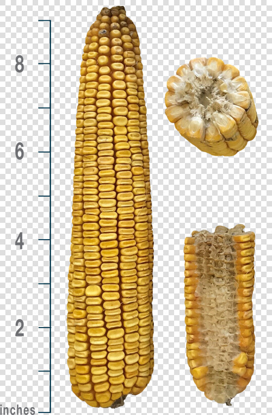 Corn Kernels  HD Png DownloadTransparent PNG