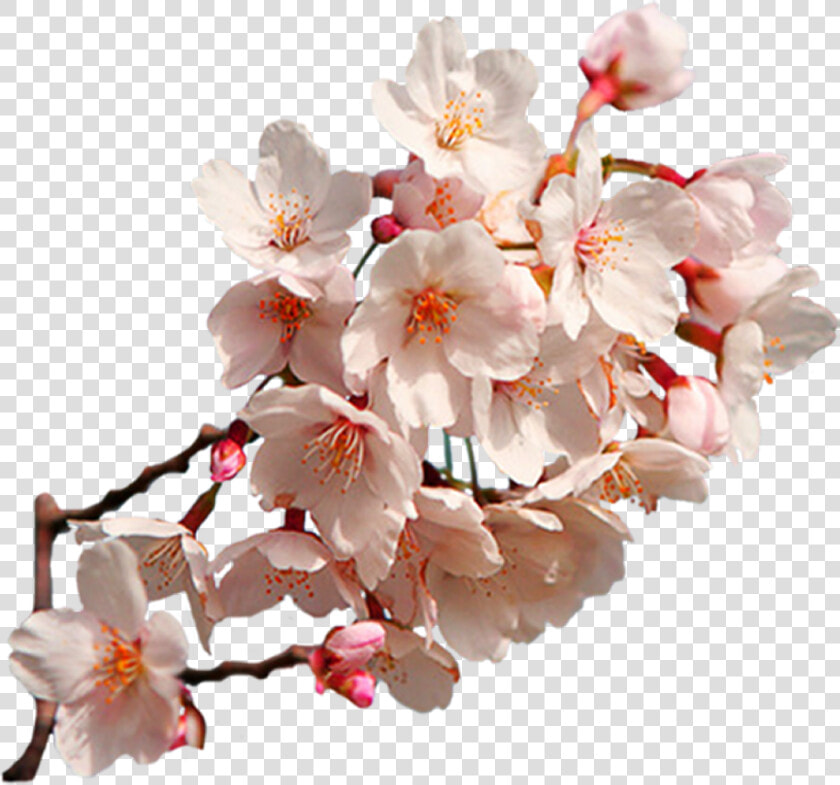 Transparent Sakura Flower Clipart   Cherry Blossom Sakura Png  Png DownloadTransparent PNG