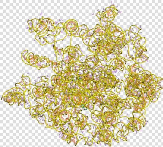 Pdb 1c2w Ebi   Arnr 23s  HD Png DownloadTransparent PNG