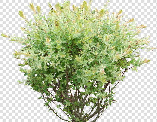 Shrub  Bushes Png Transparent Images   Bush Png  Png DownloadTransparent PNG