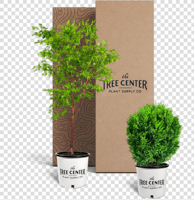 Data Lazy Srcset Https   Houseplant  HD Png DownloadTransparent PNG