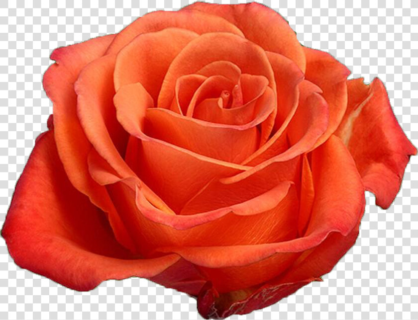 Orange Rose Png  previous   Orange Crush Rose Flower  Transparent PngTransparent PNG