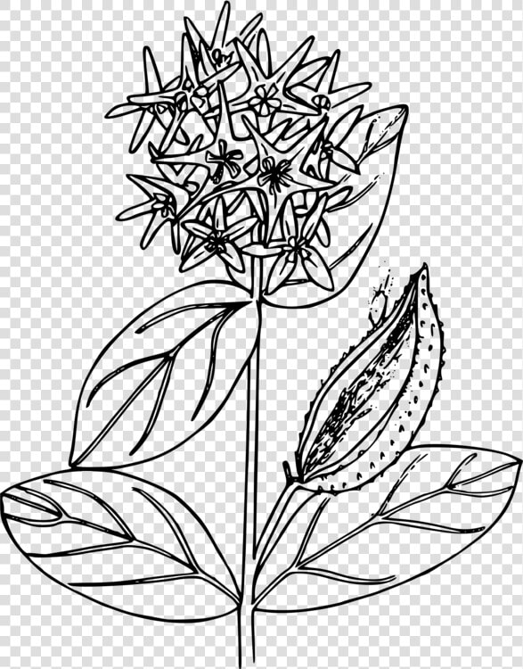 Mexican Flowers Clipart Png   Milkweed Black And White  Transparent PngTransparent PNG