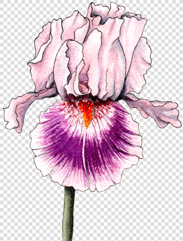 Transparent Iris Flower Png   Iris  Png DownloadTransparent PNG