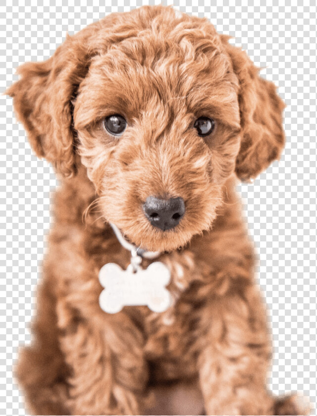 Cute Dog   Labradoodle   Labradoodle Clipart Png  Transparent PngTransparent PNG