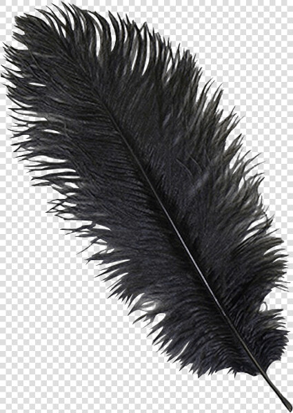 Black Ostrich Feather Plume   Transparent Ostrich Feathers Png  Png DownloadTransparent PNG