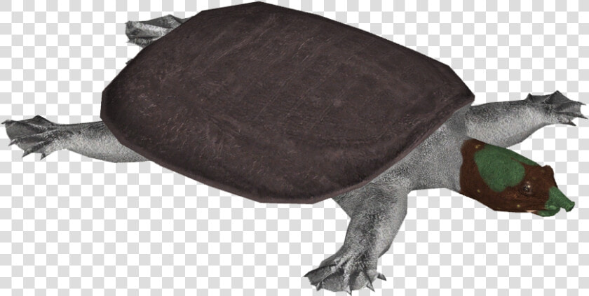 Indian Peacock Softshell Turtle   Tortoise  HD Png DownloadTransparent PNG