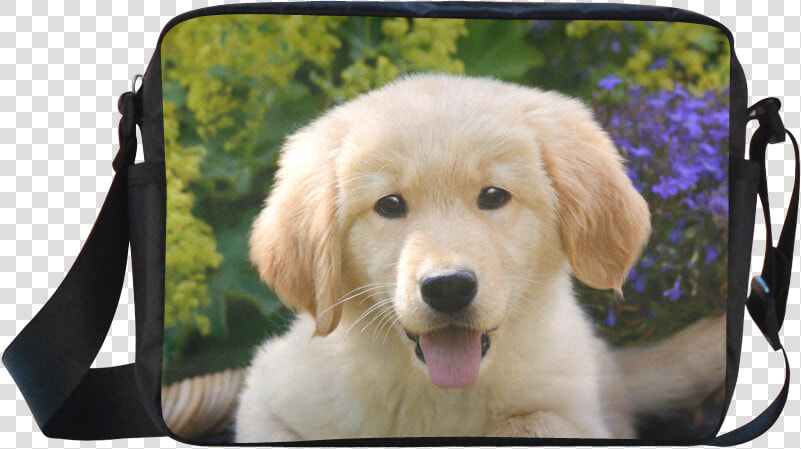 Cute Young Golden Retriever Dog Goldie Puppy Portrait  HD Png DownloadTransparent PNG