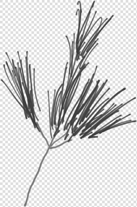 Sketch Of A White Pine Branch   Western Yellow Pine  HD Png DownloadTransparent PNG