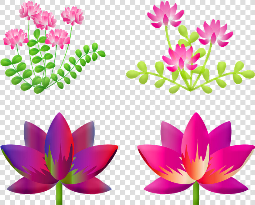 Floral  Lotus Flower  Lily  Flower  Nature  Pink  Pond   れんげ の 花 イラスト  HD Png DownloadTransparent PNG