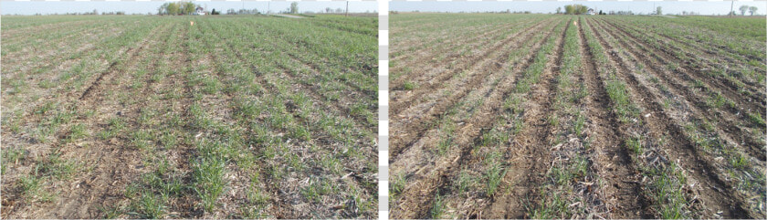 Corn Stalks Png  photo Of Corn Using Strip Till Versus   Field  Transparent PngTransparent PNG