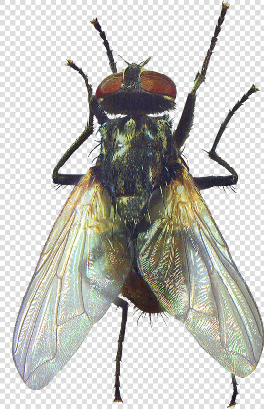 Fly Beetle Rendering Clipping Path   Mosca Png  Transparent PngTransparent PNG