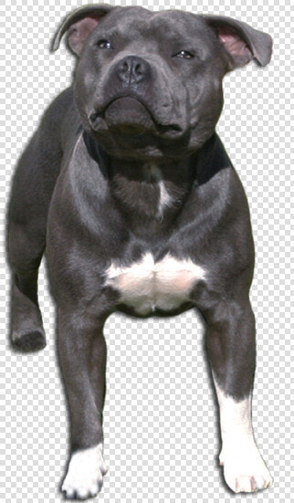 Om Staffordshire Bullterrier   Old English Terrier  HD Png DownloadTransparent PNG