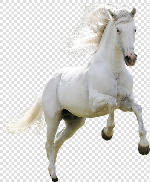 Horse Download Icon   Running White Horse Png  Transparent PngTransparent PNG