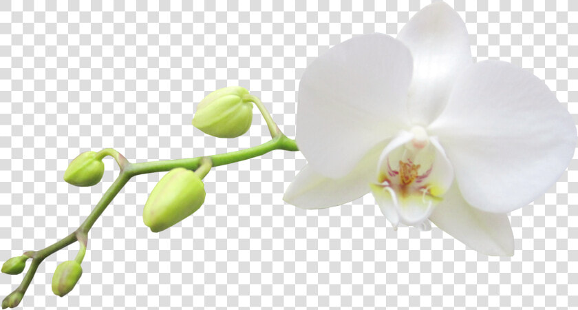 Moth orchid   White Orchid Flower Png  Transparent PngTransparent PNG