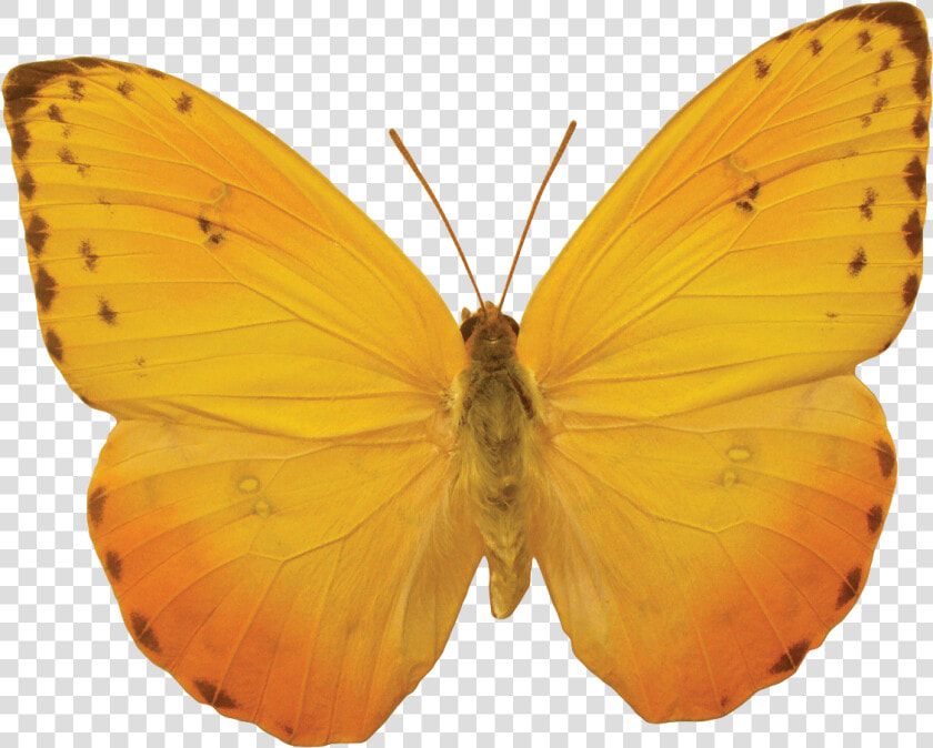 Orange Butterfly Png Image  Butterflies Free Download   Yellow Butterfly No Background  Transparent PngTransparent PNG