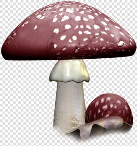 Shiitake  HD Png DownloadTransparent PNG