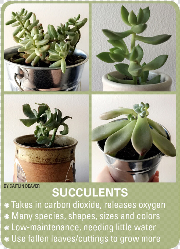 Transparent Succulents Png   Succulent Budding  Png DownloadTransparent PNG