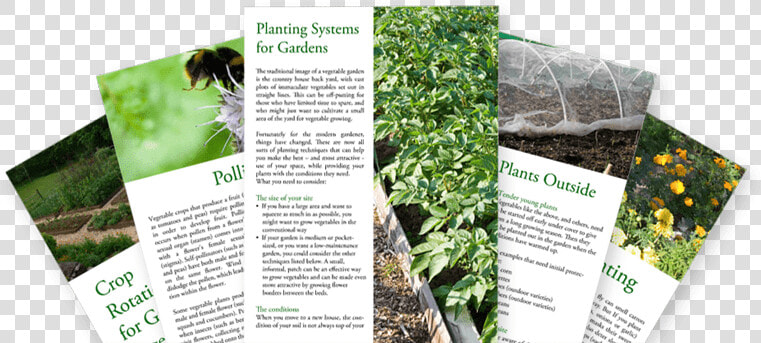 Veggie Gardening Guides And Tips   Plantation  HD Png DownloadTransparent PNG