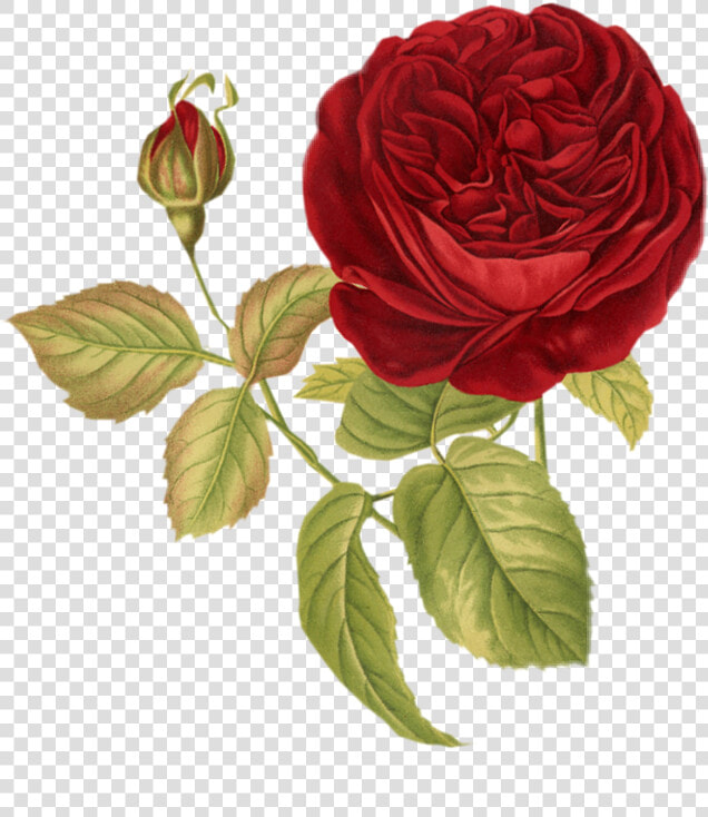  flores  flower  rosas  flor  jardim  vintageflower   Thank You For Loving Me  HD Png DownloadTransparent PNG