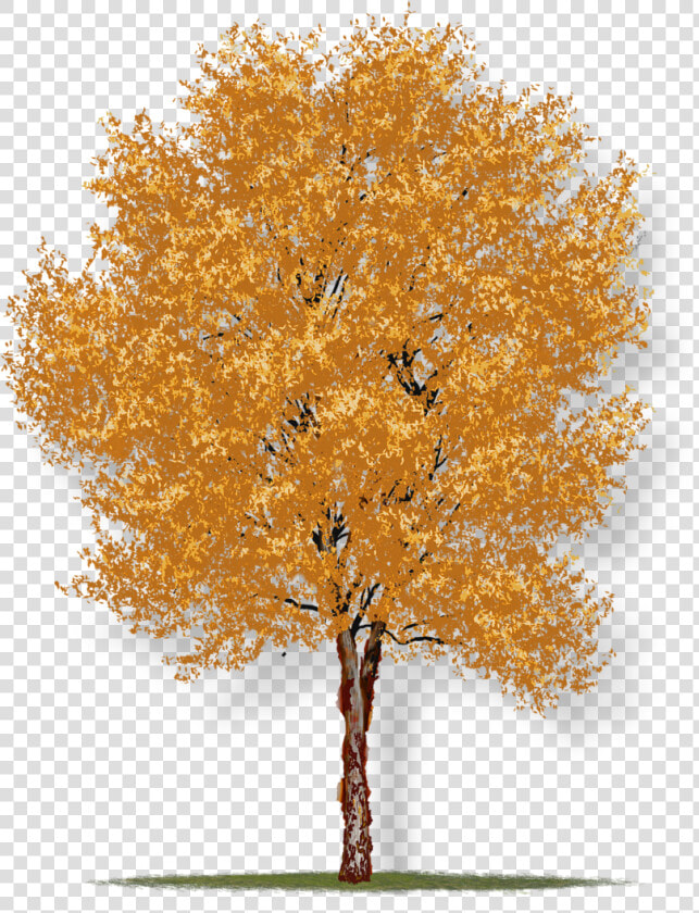 River Birch Tree Houston  HD Png DownloadTransparent PNG