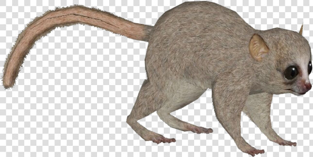 Marsh Rice Rat  HD Png DownloadTransparent PNG