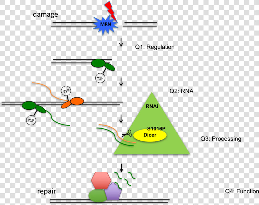 Rna Png  Transparent PngTransparent PNG