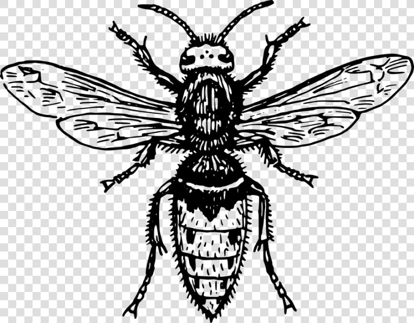 Hornet  Bee  Wasp  Animal  Biology  Bug  Entomology   Japanese Giant Hornet Tattoo  HD Png DownloadTransparent PNG