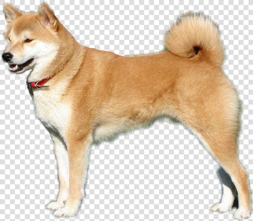 Shibe Transparent Dog   Shiba Inu Transparent Background  HD Png DownloadTransparent PNG