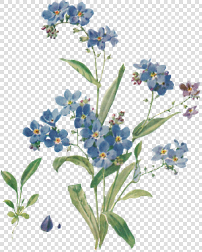  flower  tumblr  forgetmenots  aesthetic  blue  freetoedit   Forget Me Not Drawing  HD Png DownloadTransparent PNG