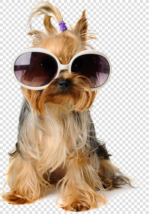 Shaggy Sitting Pet Greeting Dog Birthday Puppy Clipart   Dog With Sunglasses Png  Transparent PngTransparent PNG